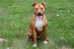 Hope - Trained Adoptable Dog