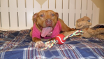 Hope - Trained Adoptable Dog
