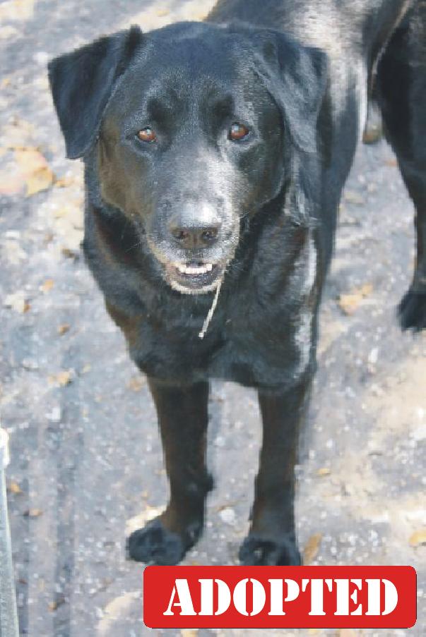 Premier Dog Trainers