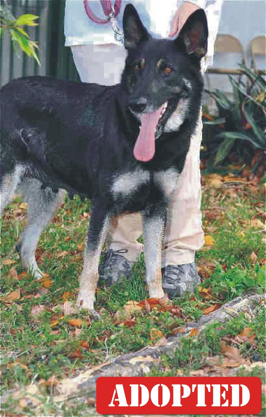 Premier Dog Trainers