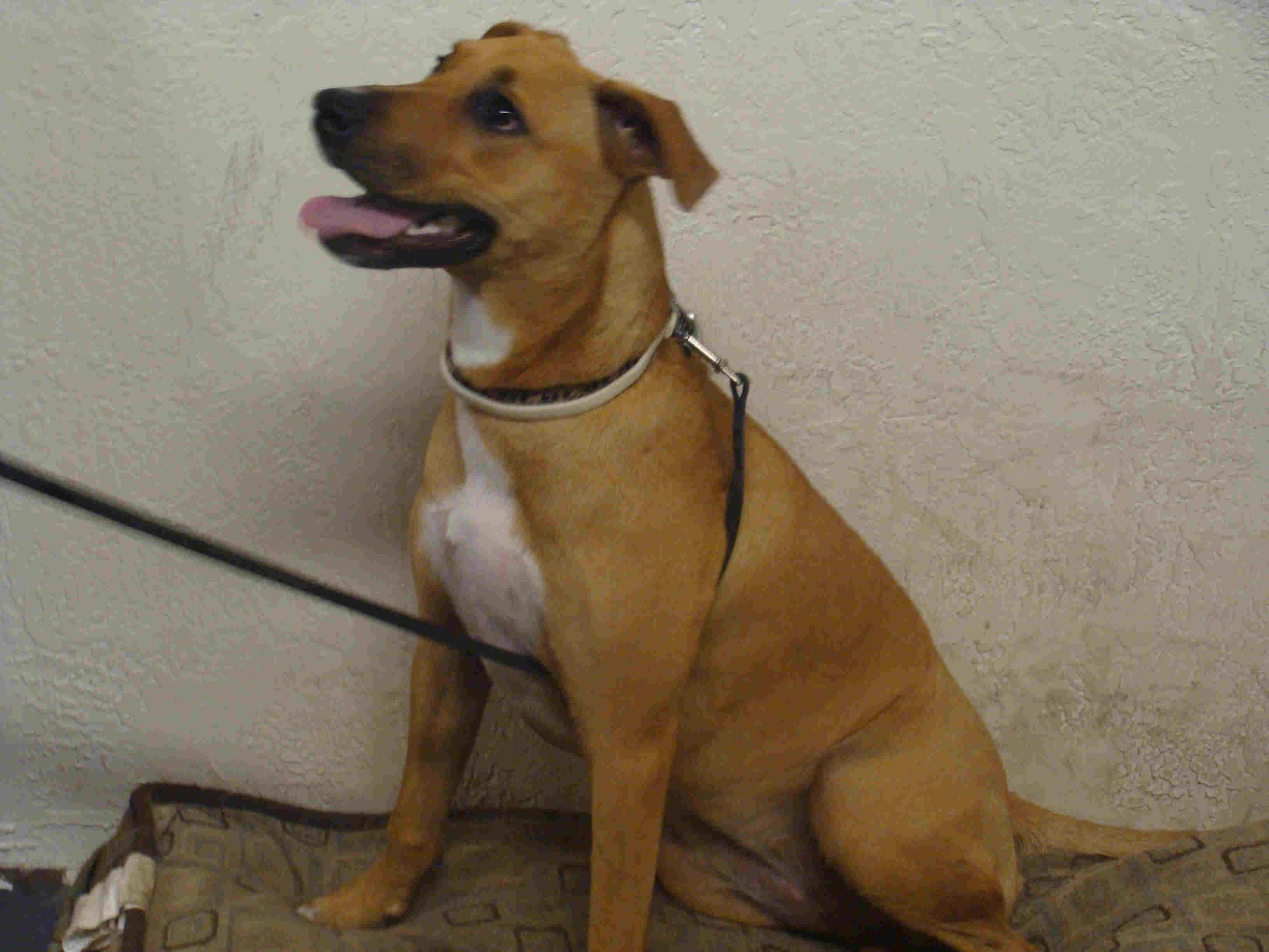 Trained Adoptable Dogs
