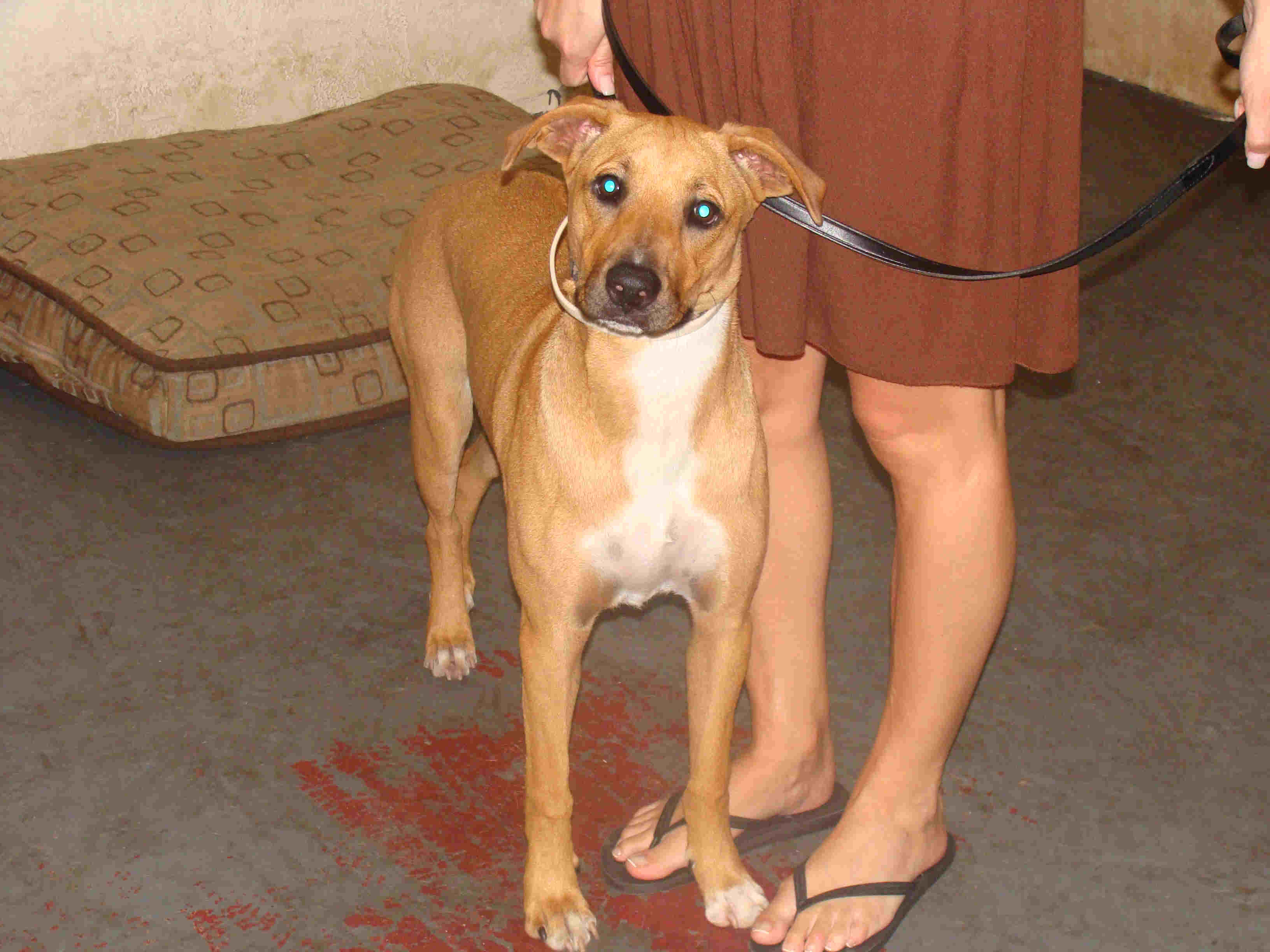 Trained Adoptable Dogs