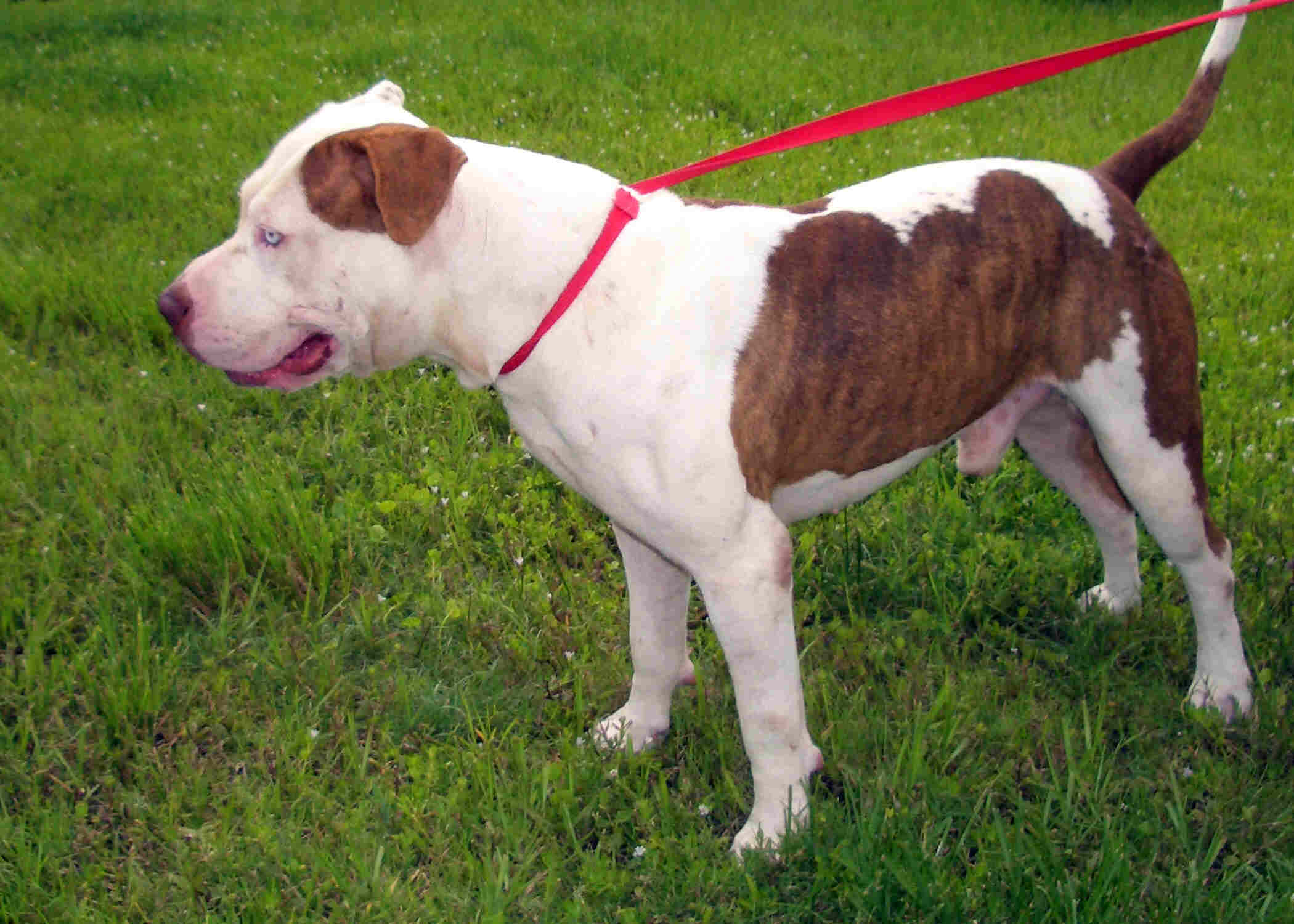 Premier Dog Trainers