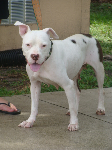 Premier Dog Trainers