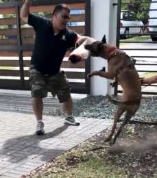 Police Dog Training South Florida