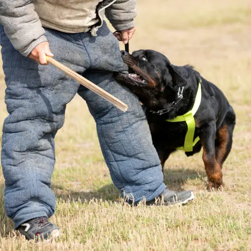 Police Dog Training South Florida