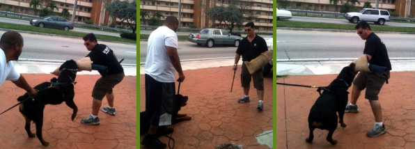 Protection Dog Training